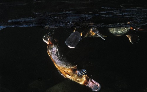 Platypus (Ornithorhynchus anatinus), mating shortly in front of mating, Australia, Oceania