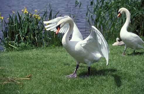 Mute swan (cygnus olor), ADULT PROTECTIVE CYGNET, THREAT HOLDING