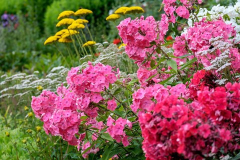 Perennial bed with flame flowers