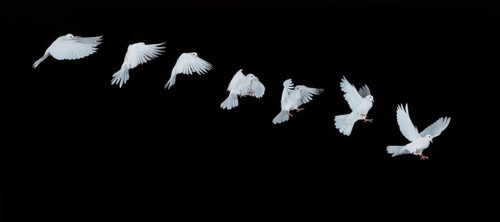 White dove, in flight, movement sequence