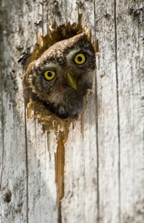 Pygmy Owl (Glaucidium passerinum), looking out of nest hole
