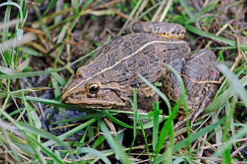 Indus Valley Bullfrog (Hoplobatrachus tigerinus), Keoladeo Ghana national park, Rajasthan, India,