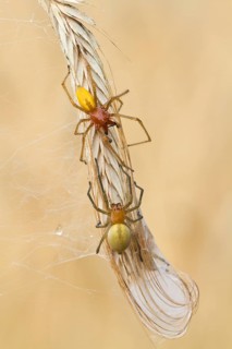Thorn finger spiders (Cheiracanthium punctorium) Pair, Havelland, Brandenburg, Germany, Europe