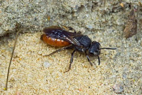 Large (Sphecodes albilabris) blood bee, nature reserve Boberger Sanddünen, Hamburg