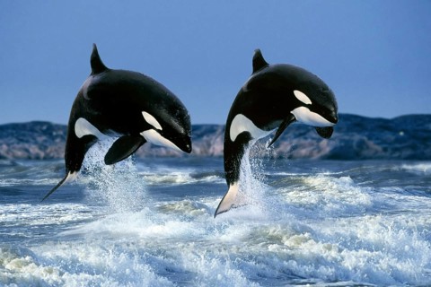 Killer whales (Orcinus orca)