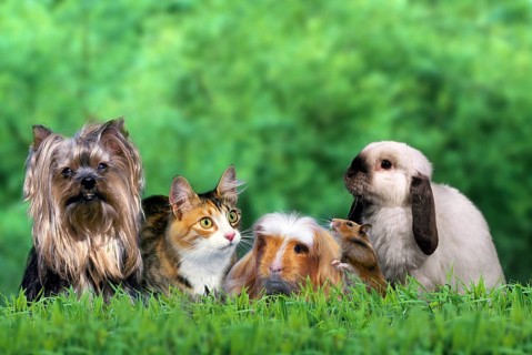 Pets: Yorkshire Terrier, Norwegian Forest Cat, Coronet Guinea Pig Pig, Golden Hamster and Dwarf Ram