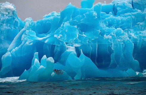 Bearded Penguin, Bearded Penguin, on blue iceberg, Antarctica (Pygoscelis antartica), Bearded