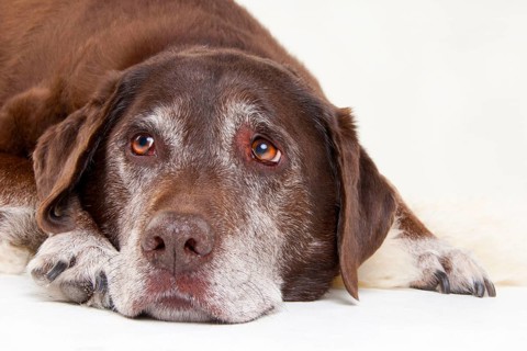 Brown, old dog