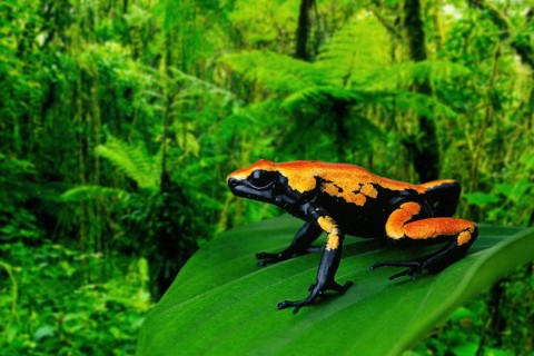 Spatterback poison dart frog (Dendrobates galactonotus), poison dart frog
