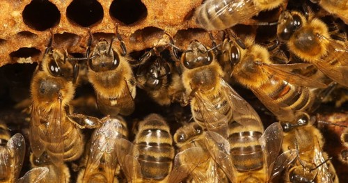European Honey bee (Apis mellifera), Bees working on a Wild Ray, Natural Brood, Normandy