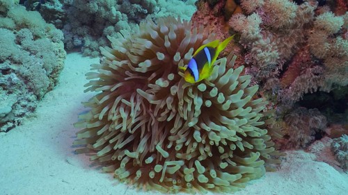 Red Sea Clownfish (Amphiprion bicinctus) or Threebanded Anemonefish swimming next to Bubble Anemone