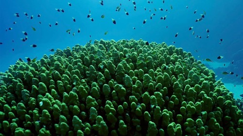 Hard corals colony Porites, school of colorful tropical fish swims above top of coral reef in
