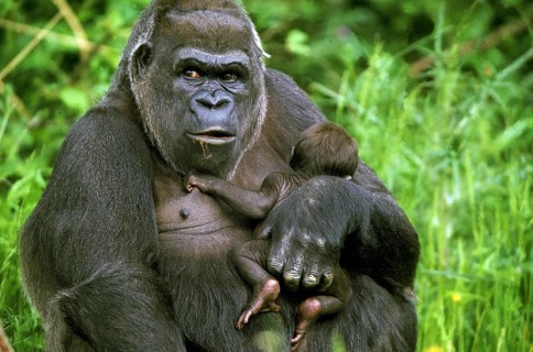 EAST WESTERN TIEFLAND GORILLA (gorilla gorilla) graueri, MOTHER CARRYING BABY