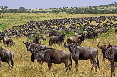 Blue Wildebeest (connochaetes taurinus), Herd migrating, Masai Mara Park in Kenya