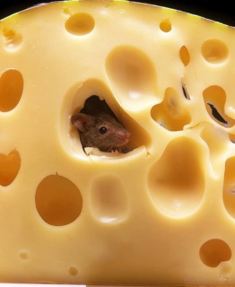 House mouse (mus musculus), adult eats Emmental cheese