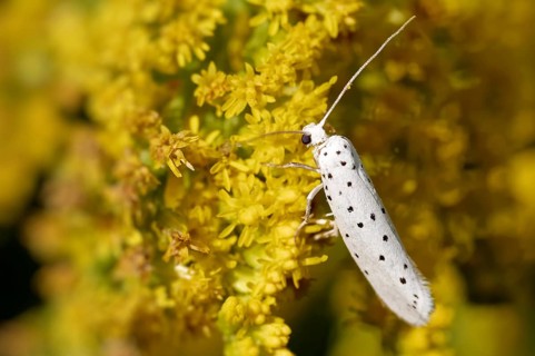 Spider moth on a goldenrod