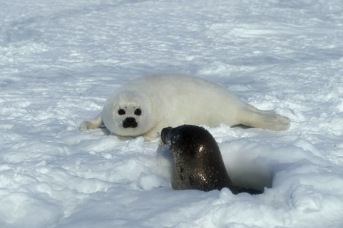 Harp Seal (pagophilus groenlandicus), Female with Pup on Ice Field, Magdalena Island in Canada