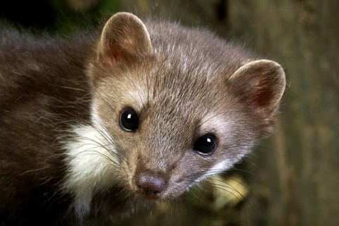Beech marten (martes foina), portrait of young animals