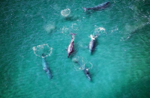 Gray whale (eschrichtius robustus) OR GREY WALF, AIR VIEW OF THE GROUP, BAJA CALIFORNIA IN MEXICO