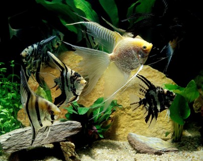 Angelfish, Sailfin, Angelfish, Other Animals, Fish, Animals, Cichlids, Angelfish, pterophyllum