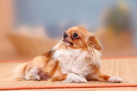 Chihuahua, longhaired, insecure, shy