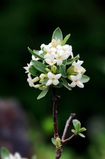 Alpine daphne (Daphne alpina)