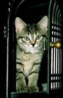 Young kitten, mackerel iron oven door