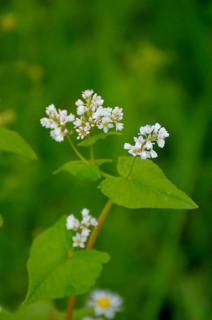 Common buckwheat (Fagopyrum esculentum) flowering