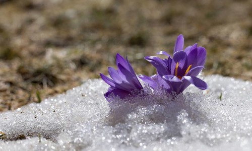 Crocus blossoms in the snow