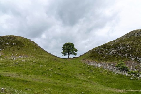 A view of the landmark Sycamore Gap on Hadrian's Wall in northern England