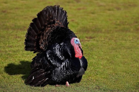 Black Norman turkey, a French breed, male court depiction