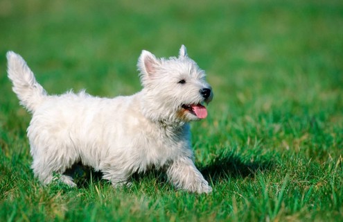 West Highland White Terrier (mammals) (animals) (domestic dog) (pet) (outside) (outdoor)