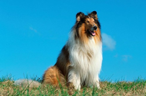 Rough Collie