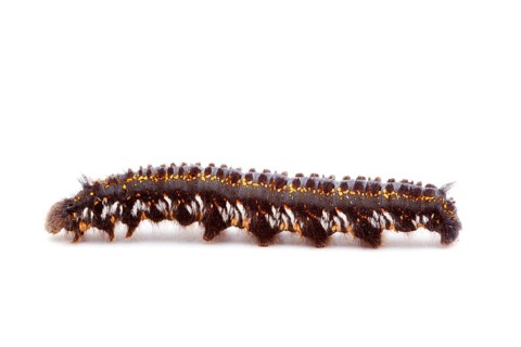 Drinker (Philudoria potatoria), caterpillar, drinker, lateral