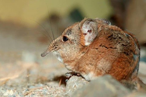 Short eared Elephant Shrew, short-eared trunkjumper, short-eared trunkjumper, short-eared elephant