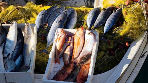 Freshly caught fish for sale such as bonitos, mullets, red mullets, fishing port, Saranda, Albania,