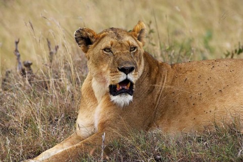 African Lion (panthera leo), Female, Masai Mara Park in Kenya