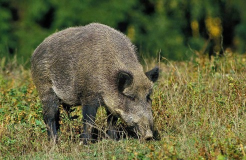 Wild Boar (sus scrofa)