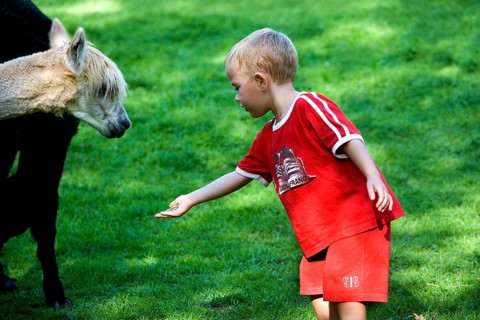 Child with Alpaca (vicugna pacos), Zoo en Normandy