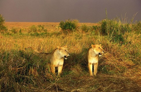 African Lion (panthera leo), Females in Savannah, Masai Mara Park in Kenya