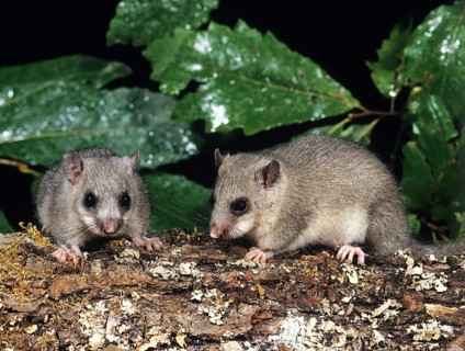 Edible Dormouse (glis glis), Pair