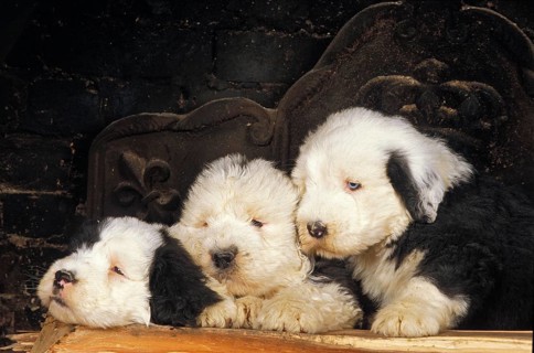 Bobtail Dog or Old English Sheepdog, Puppies laying