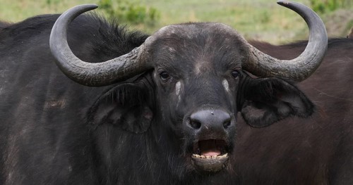 African Buffalo (syncerus caffer), Adult who ruminates, Masai Mara Park in Kenya