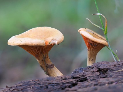 False chanterelle (Hygrophoropsis aurantiaca)