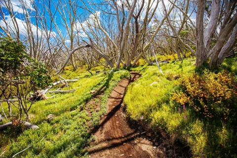 Misty Twist trail during summer at Mt Buller in Victoria, Australia, Oceania