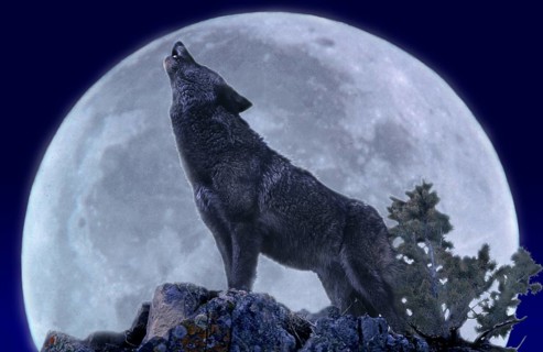 European Wolf (canis lupus), Adult Howling at the Moon
