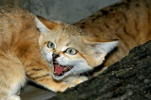 SAND sand cat (felis margarita), ADULT SNARLING