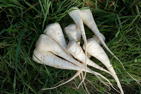 Parsley (petroselinum crispum), umbelliferae, Parsley Root
