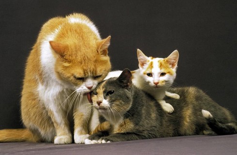 Domestic Cat, Pair with Kitten