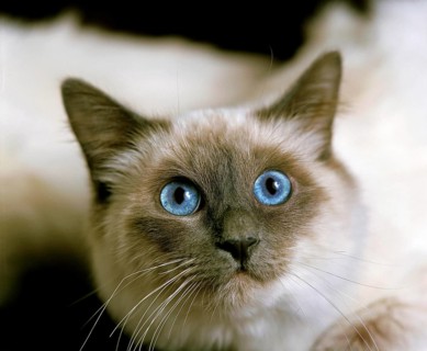 Birmanese Domestic Cat, Portrait of Adult with Blue Eyes